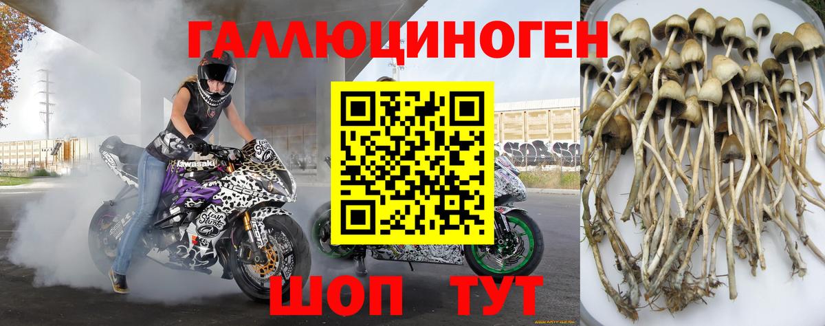 Северобайкальск  Галлюциногенные грибы Psilocybine cubensis  Вход с VPN 